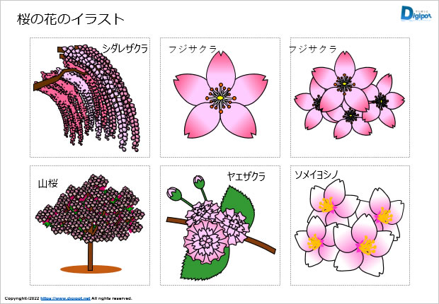 桜の花のイラスト画像1