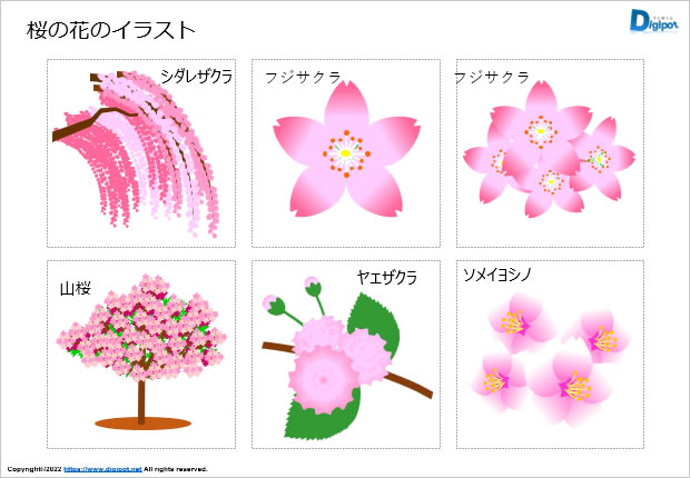 桜の花のイラスト画像2