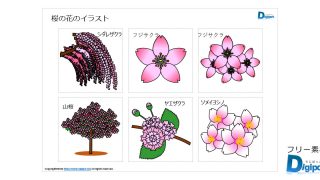 桜の花のイラスト画像